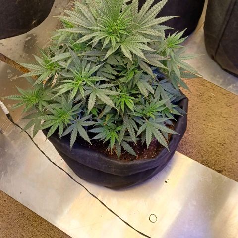 Auto Critical Orange Punch growlog timeline photo