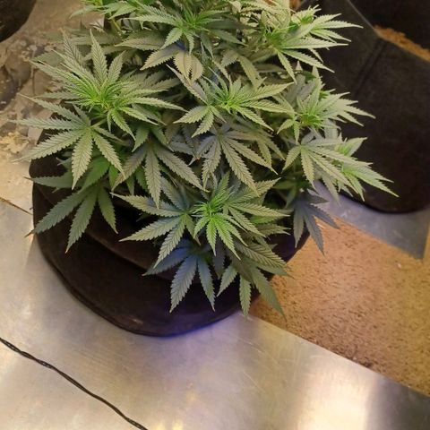 Auto Critical Orange Punch growlog timeline photo