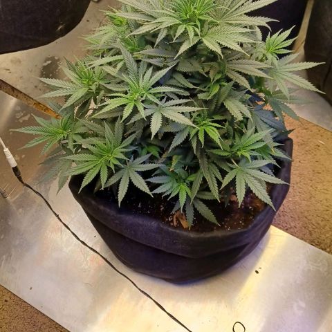 Auto Critical Orange Punch growlog timeline photo