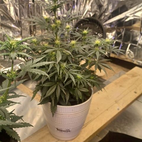 Big bud auto  growlog timeline photo