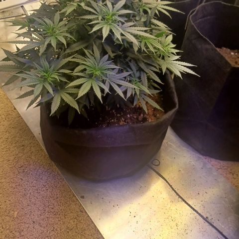 Auto Critical Orange Punch growlog timeline photo