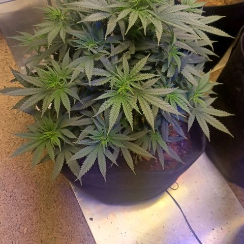 Auto Critical Orange Punch growlog timeline photo