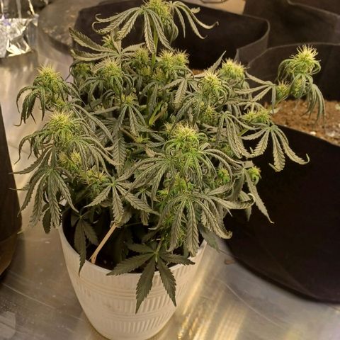 Big bud auto  growlog timeline photo