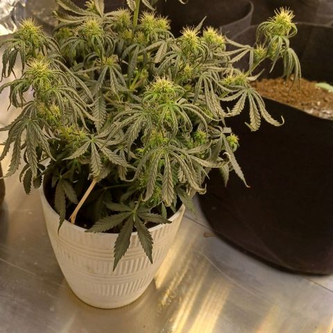 Big bud auto  growlog timeline photo