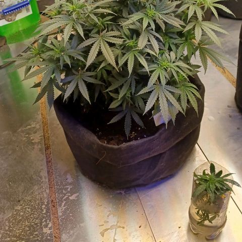Auto Critical Orange Punch growlog timeline photo