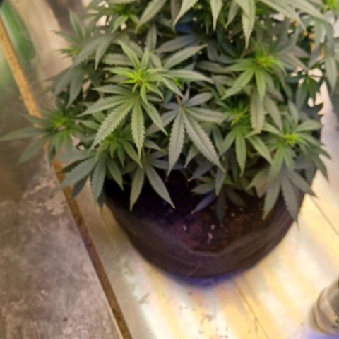 Auto Critical Orange Punch growlog timeline photo