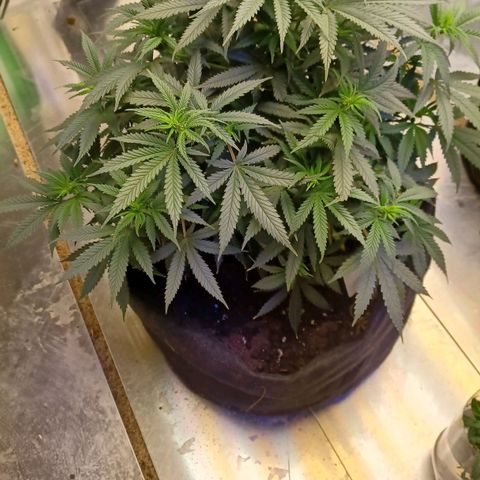 Auto Critical Orange Punch growlog timeline photo