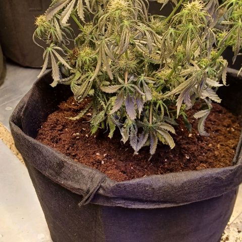Big bud auto  growlog timeline photo