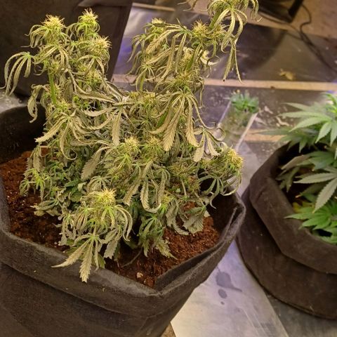 Big bud auto  growlog timeline photo