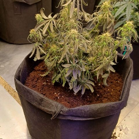 Big bud auto  growlog timeline photo