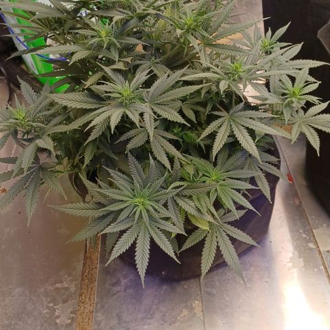 Auto Critical Orange Punch growlog timeline photo