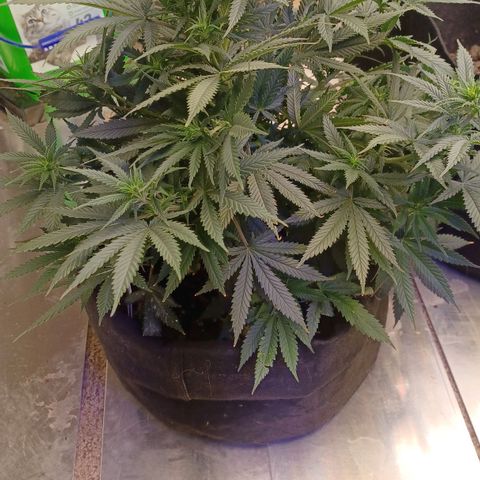 Auto Critical Orange Punch growlog timeline photo