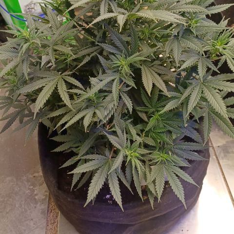Auto Critical Orange Punch growlog timeline photo