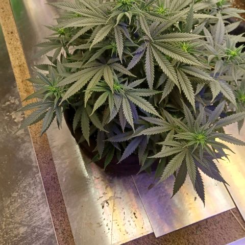 Auto Critical Orange Punch growlog timeline photo