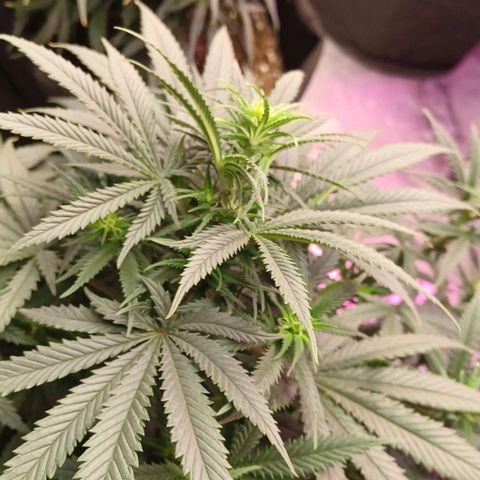 Auto Critical Orange Punch growlog timeline photo