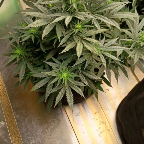 Auto Critical Orange Punch growlog timeline photo