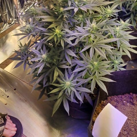 Auto Critical Orange Punch growlog timeline photo