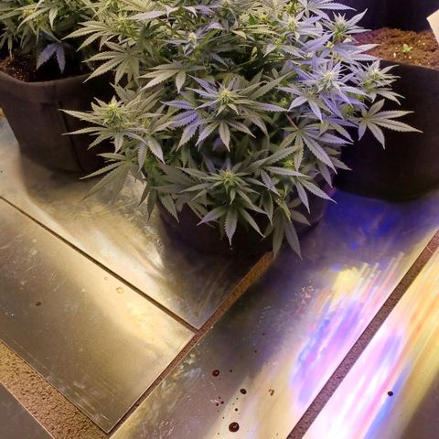 Auto Critical Orange Punch growlog timeline photo