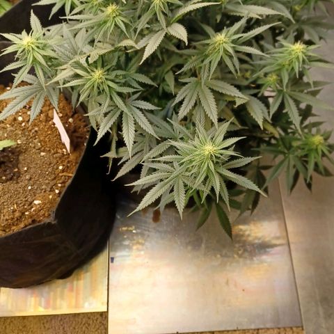 Auto Critical Orange Punch growlog timeline photo