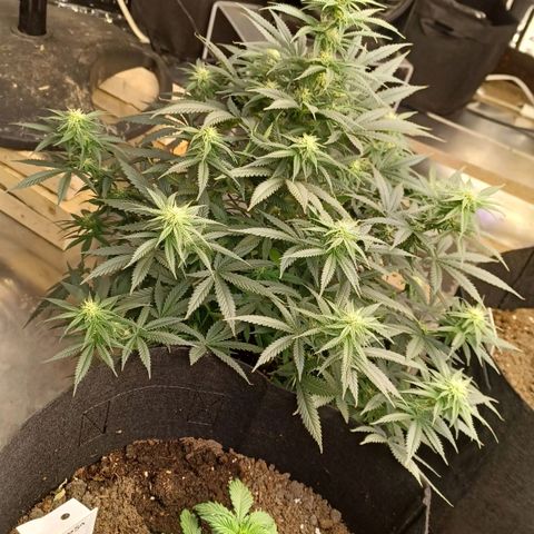 Auto Critical Orange Punch growlog timeline photo
