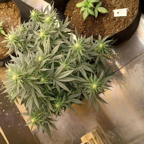 Auto Critical Orange Punch growlog timeline photo