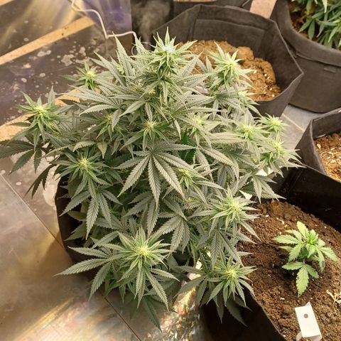 Auto Critical Orange Punch growlog timeline photo