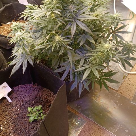 Auto Critical Orange Punch growlog timeline photo
