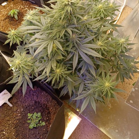 Auto Critical Orange Punch growlog timeline photo