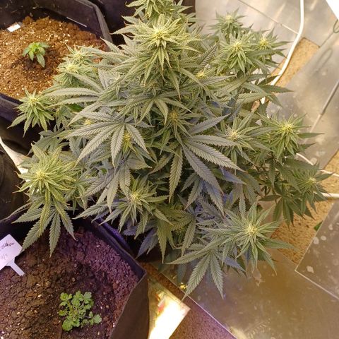 Auto Critical Orange Punch growlog timeline photo
