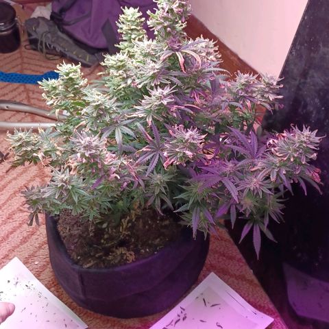 Auto Critical Orange Punch growlog timeline photo