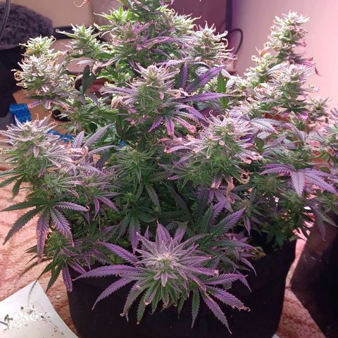 Auto Critical Orange Punch growlog timeline photo
