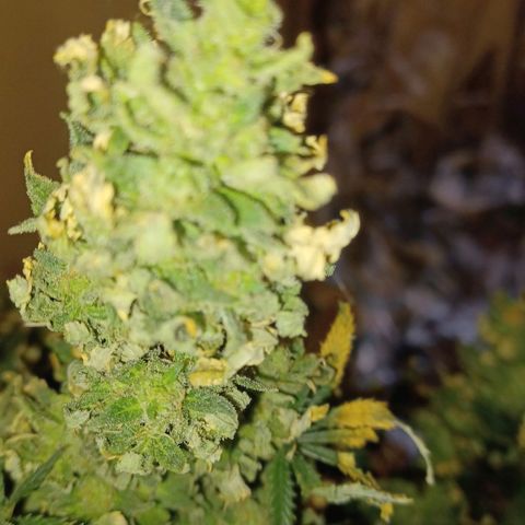 Auto Critical Orange Punch growlog timeline photo