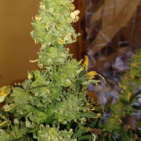 Auto Critical Orange Punch growlog timeline photo