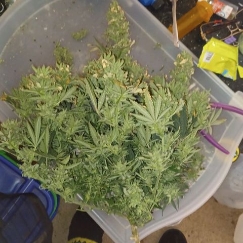 Auto Critical Orange Punch growlog timeline photo