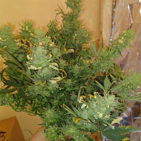 Auto Critical Orange Punch growlog timeline photo
