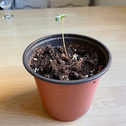 Clyde growlog timeline photo