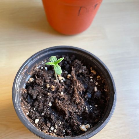 Clyde growlog timeline photo