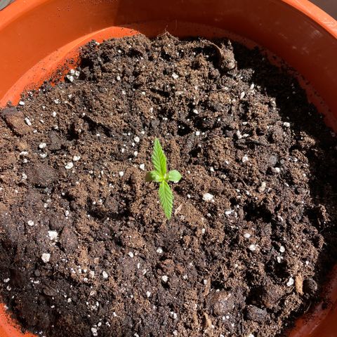 Clyde growlog timeline photo