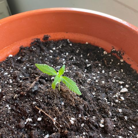 Clyde growlog timeline photo