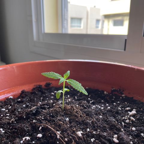 Clyde growlog timeline photo