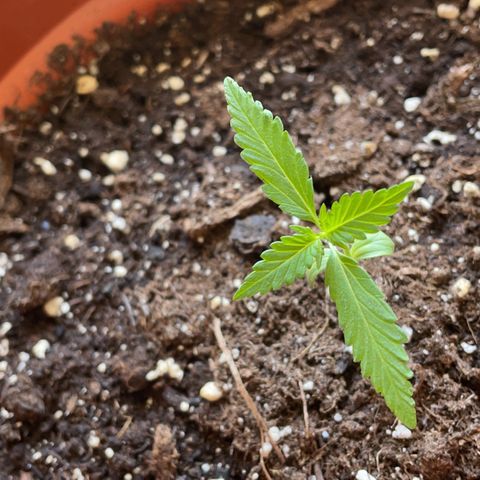 Clyde growlog timeline photo