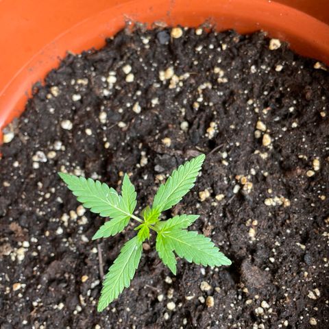 Clyde growlog timeline photo