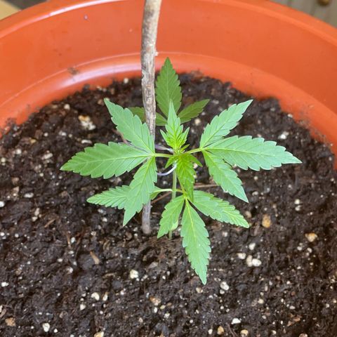 Clyde growlog timeline photo