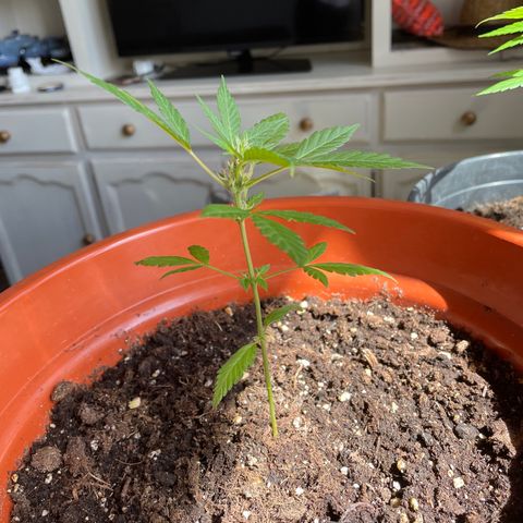 Clyde growlog timeline photo
