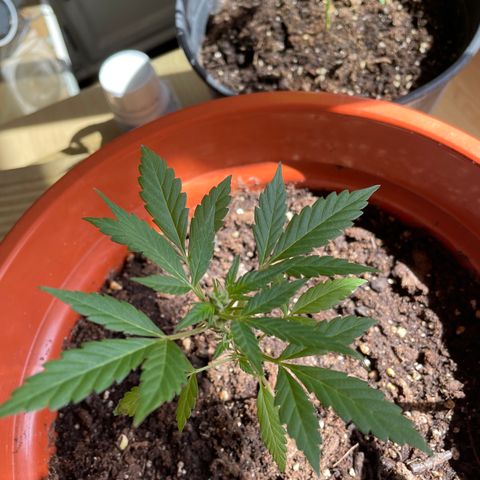 Clyde growlog timeline photo