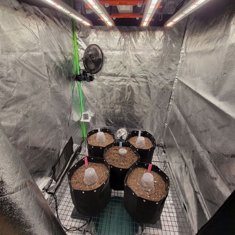 Blue Dream auto #2 (ILGM) growlog photo