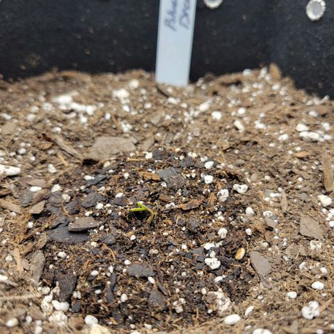Blue Dream auto #2 (ILGM) growlog photo