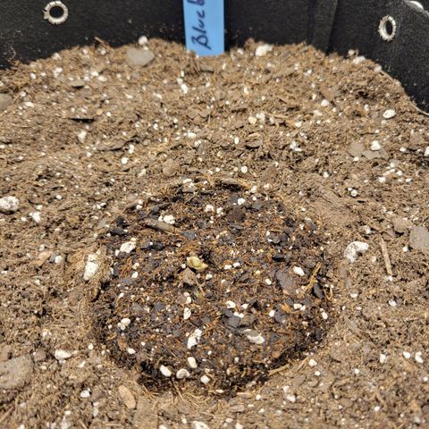 Blueberry Auto (ILGM) growlog photo