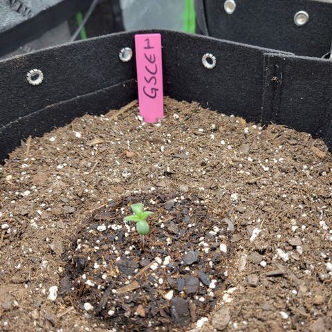 Girl Scout Cookies Extreme auto #1 (ILGM) growlog timeline photo