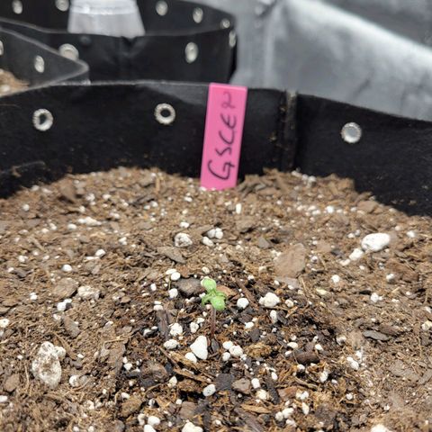 Girl Scout Cookies Extreme auto #2 (ILGM) growlog timeline photo